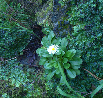 Gaenseblümchen